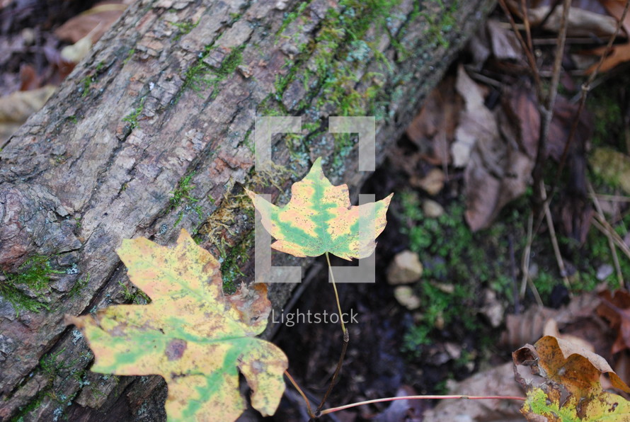 fall leaves on a log 
