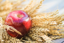 apple resting on wheat grains