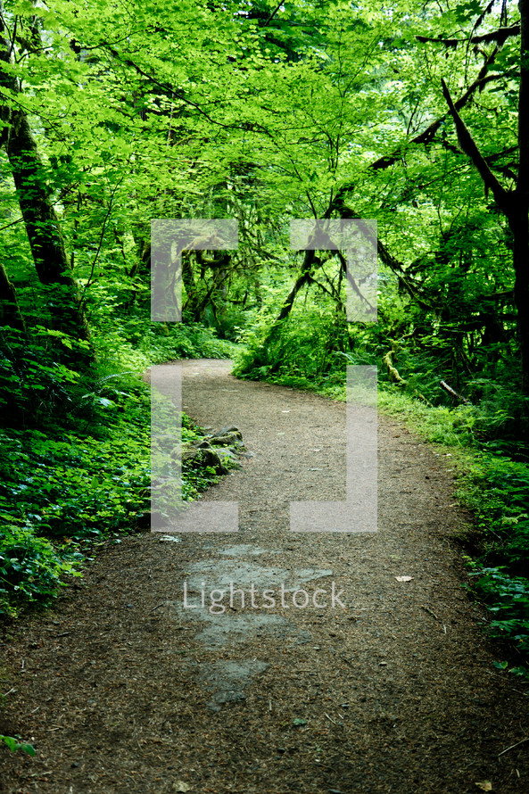 trail through a forest