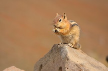 Chipmunk holding and eating a nut while sitting on a rock.