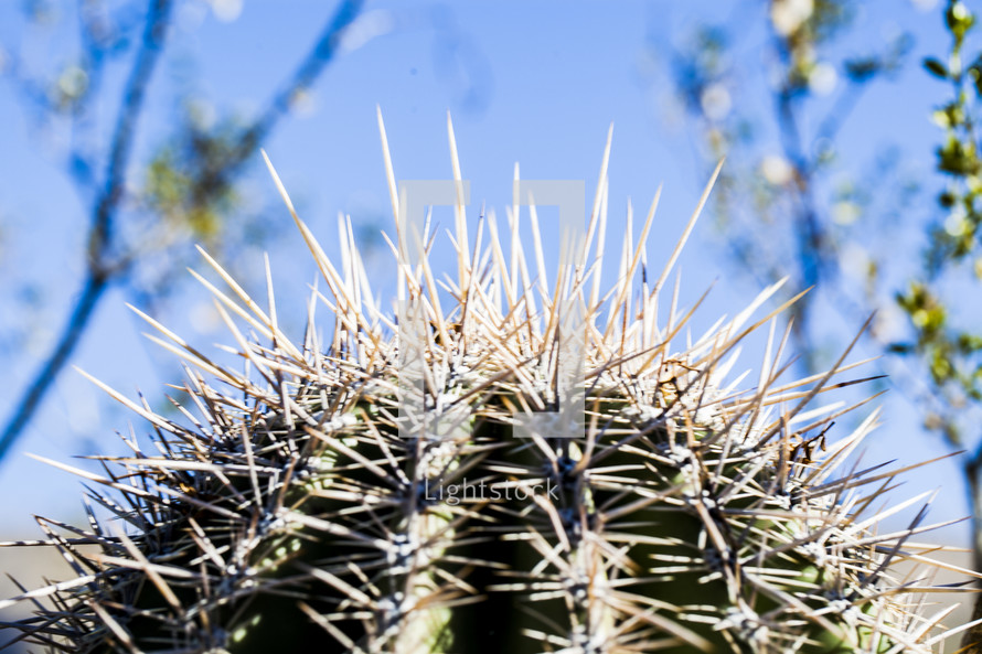 spikes on a cactus 