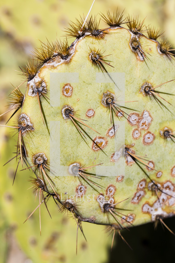 spines on a cactus 
