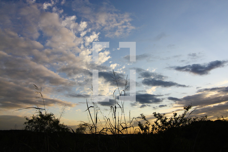 silhouette from grasses in a field at sunset 