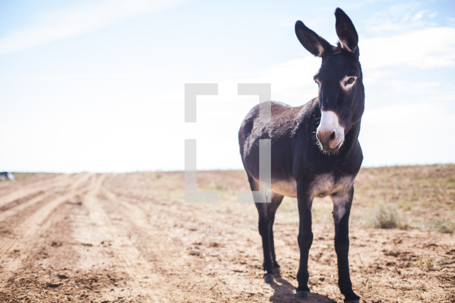 donkey standing in a sand 