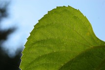 Backlit leaf closeup.