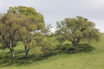trees in the African savanna