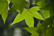 Green tree leaves