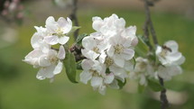 White flowers of fruit tree is pollinate with honey bee in green organic garden in spring nature

