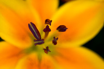 center of a yellow lily flower 