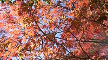 Japanese maple trees turning red in the fall.