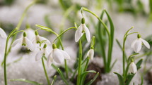 First snowdrops flowers blooming in beautiful sunny day in spring season Grow Time-lapse
