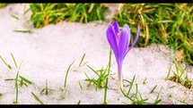Timelapse of saffron crocus flower blooming and spring snow melting in green meadow.