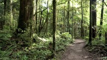 Walk way in green forest in New Zealand wild nature.
