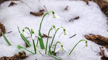 Timelapse of white Snowdrop flowers blooming and spring snow melting. 
