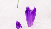 Closeup of Saffron crocus flowers blooming and snow melting in spring Time lapse