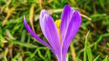 Closeup of Crocus flower blooming and snow melting fast in green meadow Spring Timelapse
