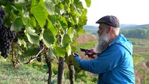 a man harvesting grapes 