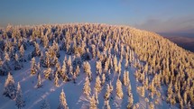 Frozen winter forest in beautiful wild snowy mountain nature Aerial view
