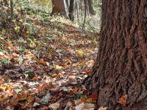 Autumn leaves on the ground around tree trunk