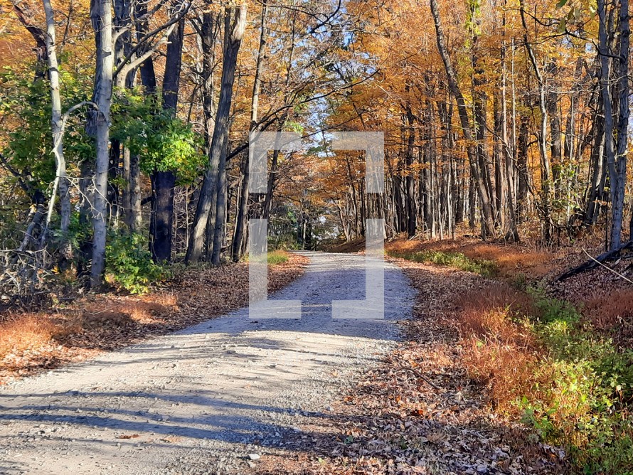 Autumn leaves on the ground around dirt path