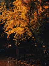 yellow fall foliage and fence at night 