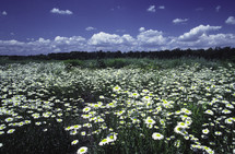 Field of wild Daisies, upstate, New York