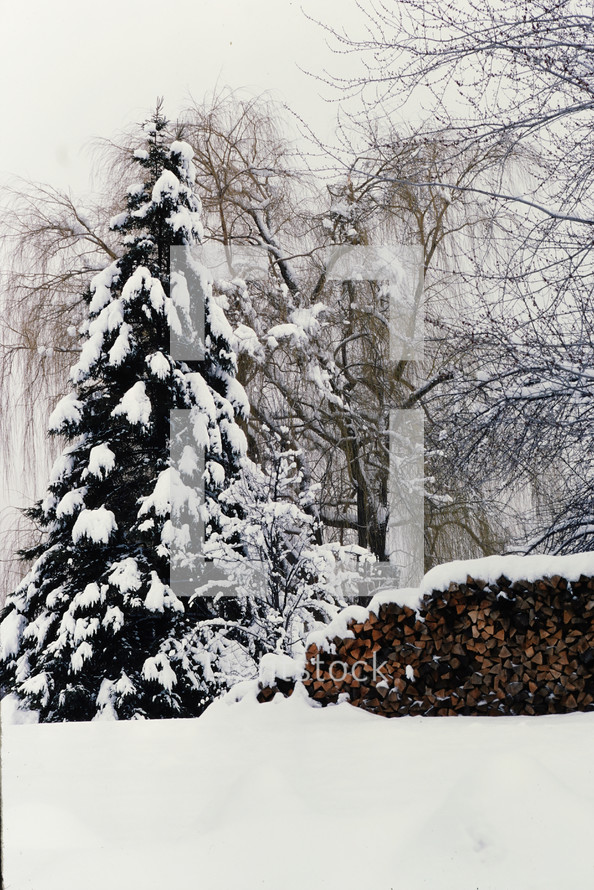 snow on a tree and stack of firewood 