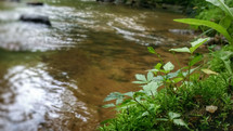 flowing creek 