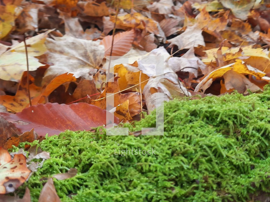 Autumn leaves and moss
