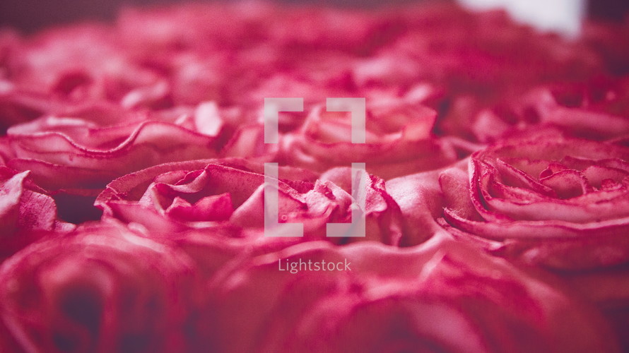 red roses textured background 