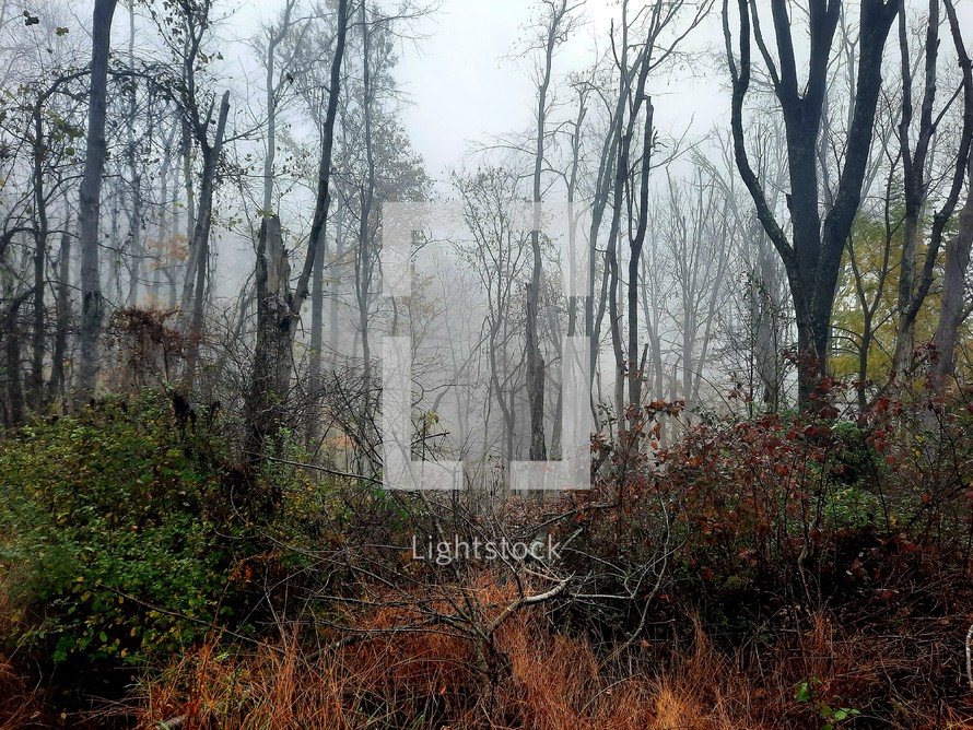 Plants growing around bare trees in the mist