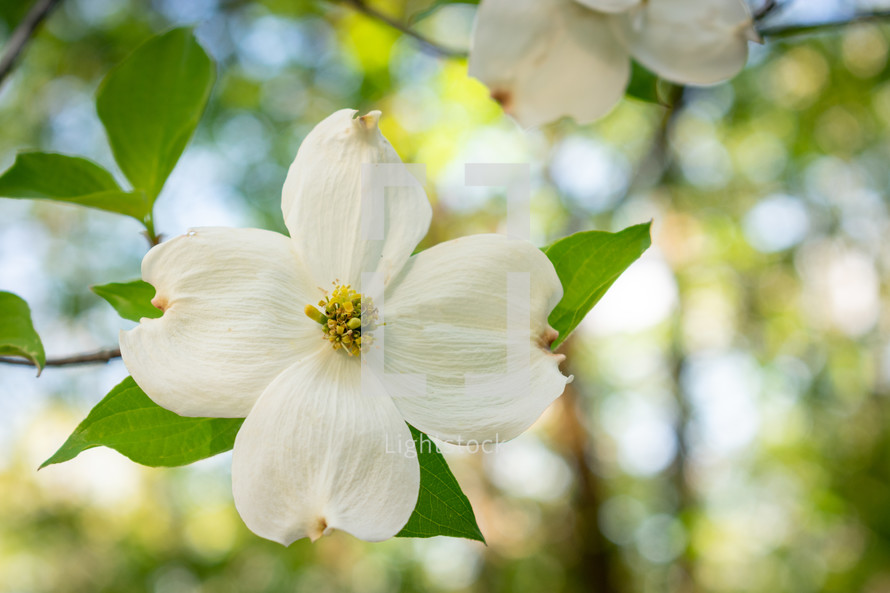 a white dogwood tree flower in the forest in spring