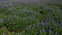 Lupin Field in the iceland