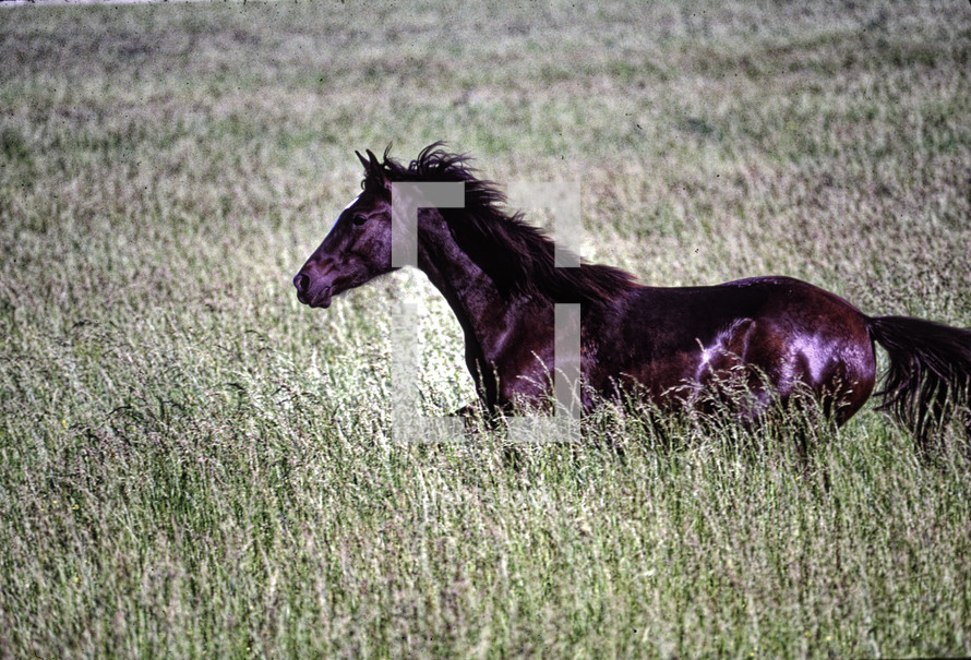 horse running free in a field 