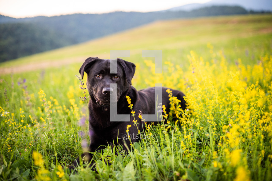 Black Labrador Dog on Spring Meadow