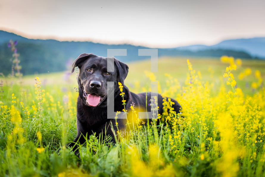 Black Labrador Dog on Spring Meadow