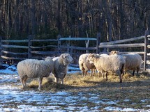 A flock of sheep grazing together on a farm while the snow melts around them by the warm sun.