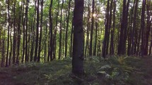 Panoramic view of green forest in morning light of sunrise
