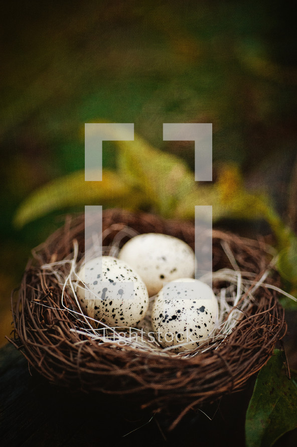 speckled eggs in a bird's nest 