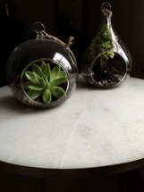 succulent plants in a globe planter 