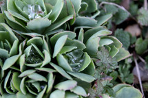 Water droplets on succulent plants 
