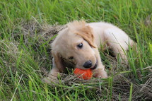 Golden Retriever puppy playing with ball