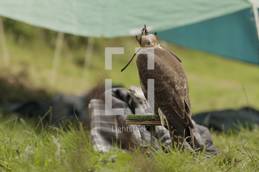 Hooded eagle perched on a broom in the grass.