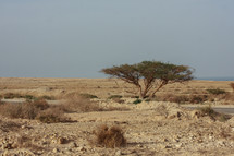 desert landscape Israel 