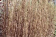 tall winter grass closeup 