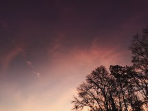 silhouettes of trees in a sky at sunset 
