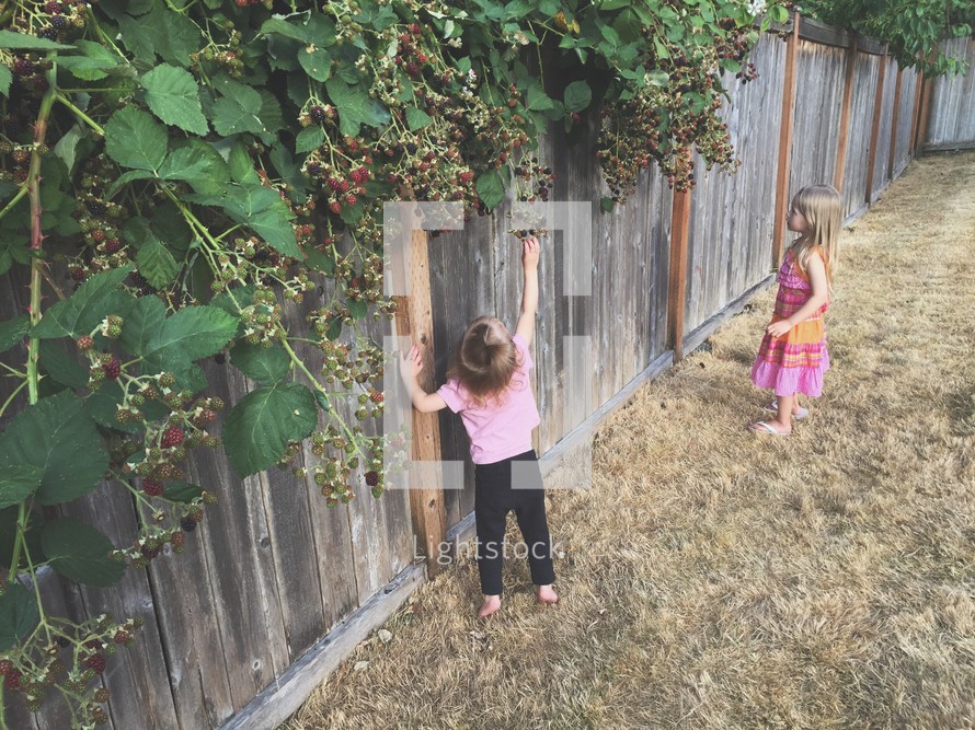Two children picking berries from a vine on a wooden fence.
