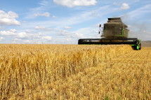 Combine harvesting a field of wheat 
