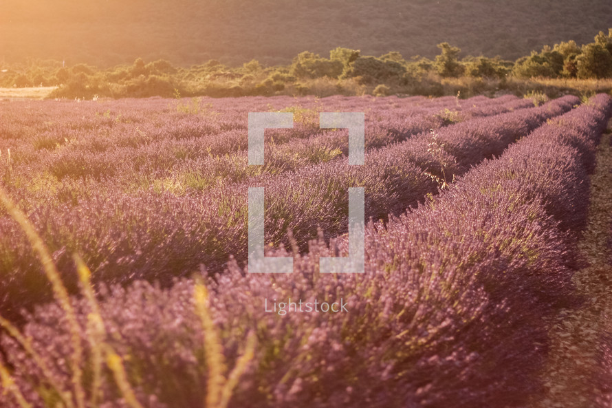 Lavender field in France