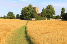 Pathway through field of ripe wheat leading to English countryside church